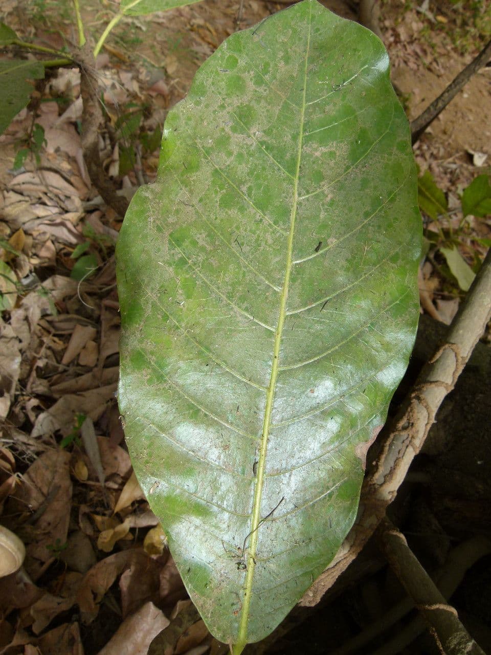 Togo-Uapaca 9