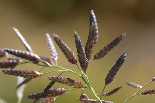 Fienarola minore 2