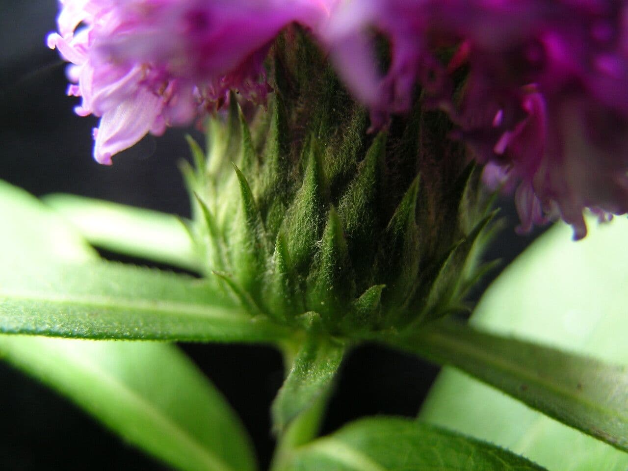 Acilepis 3