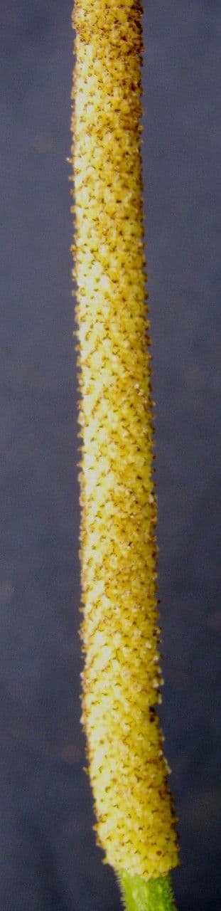 Pfeffer 4