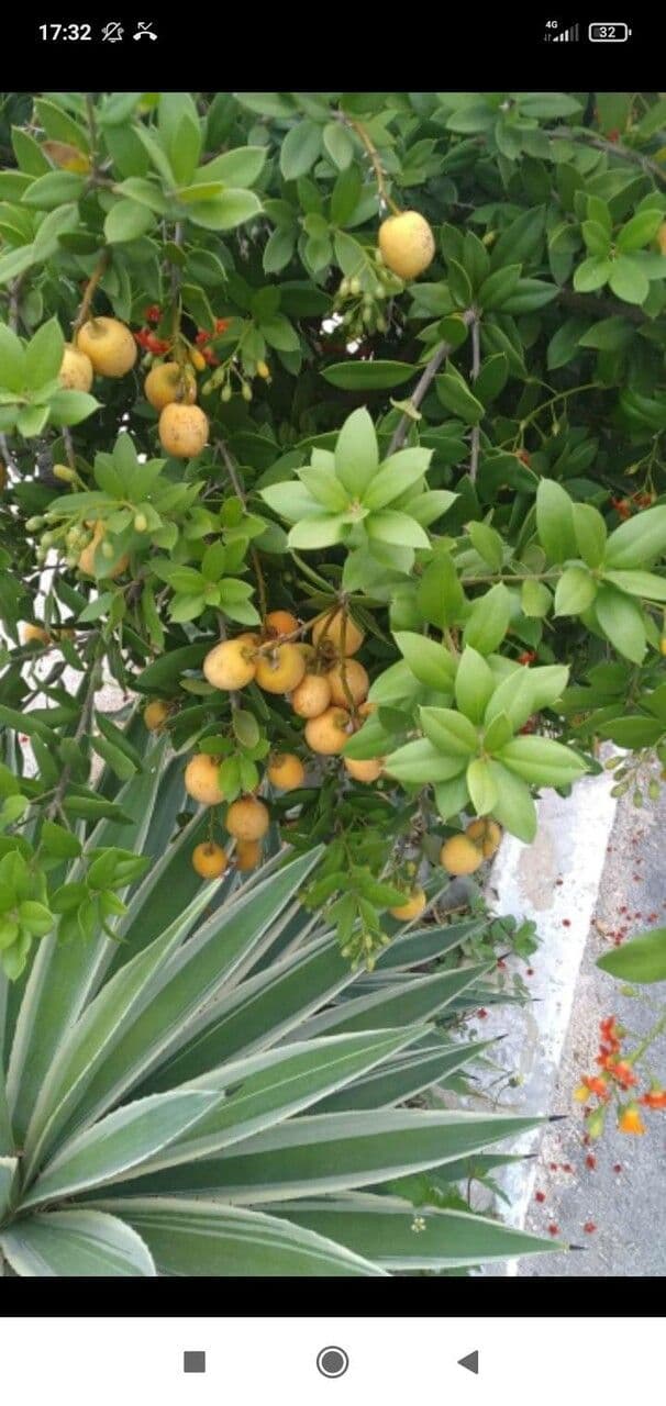 Bonellia macrocarpa 10