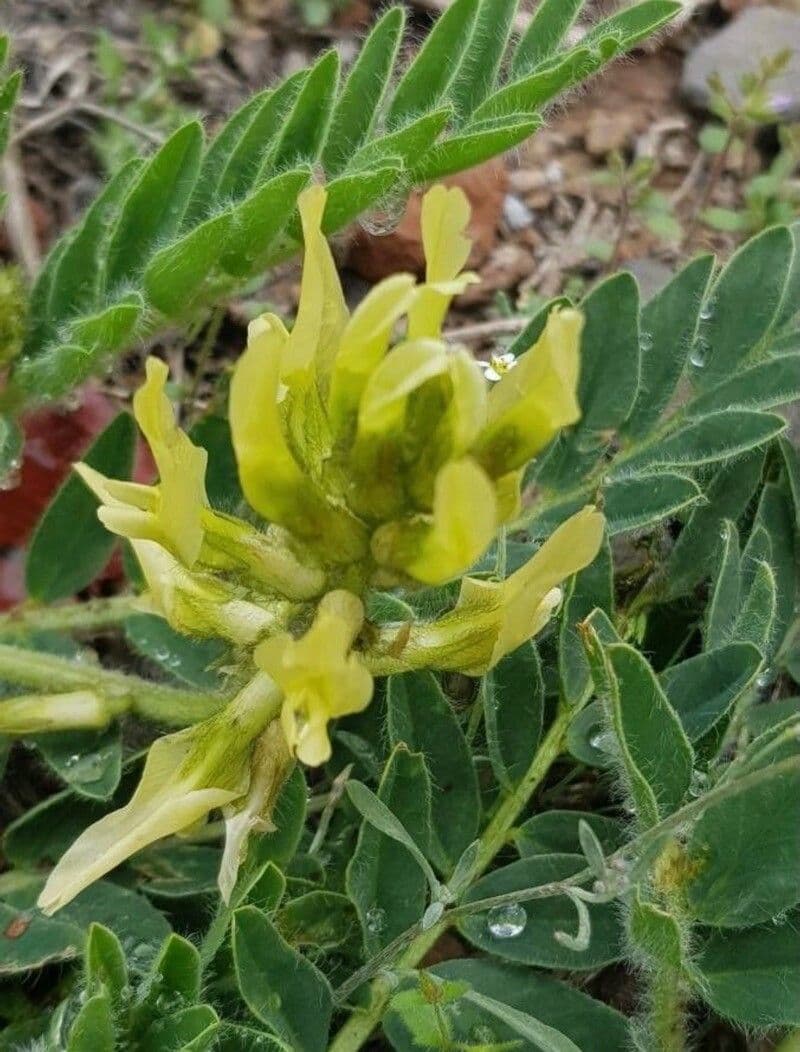 Astrágalo de flor brillante
