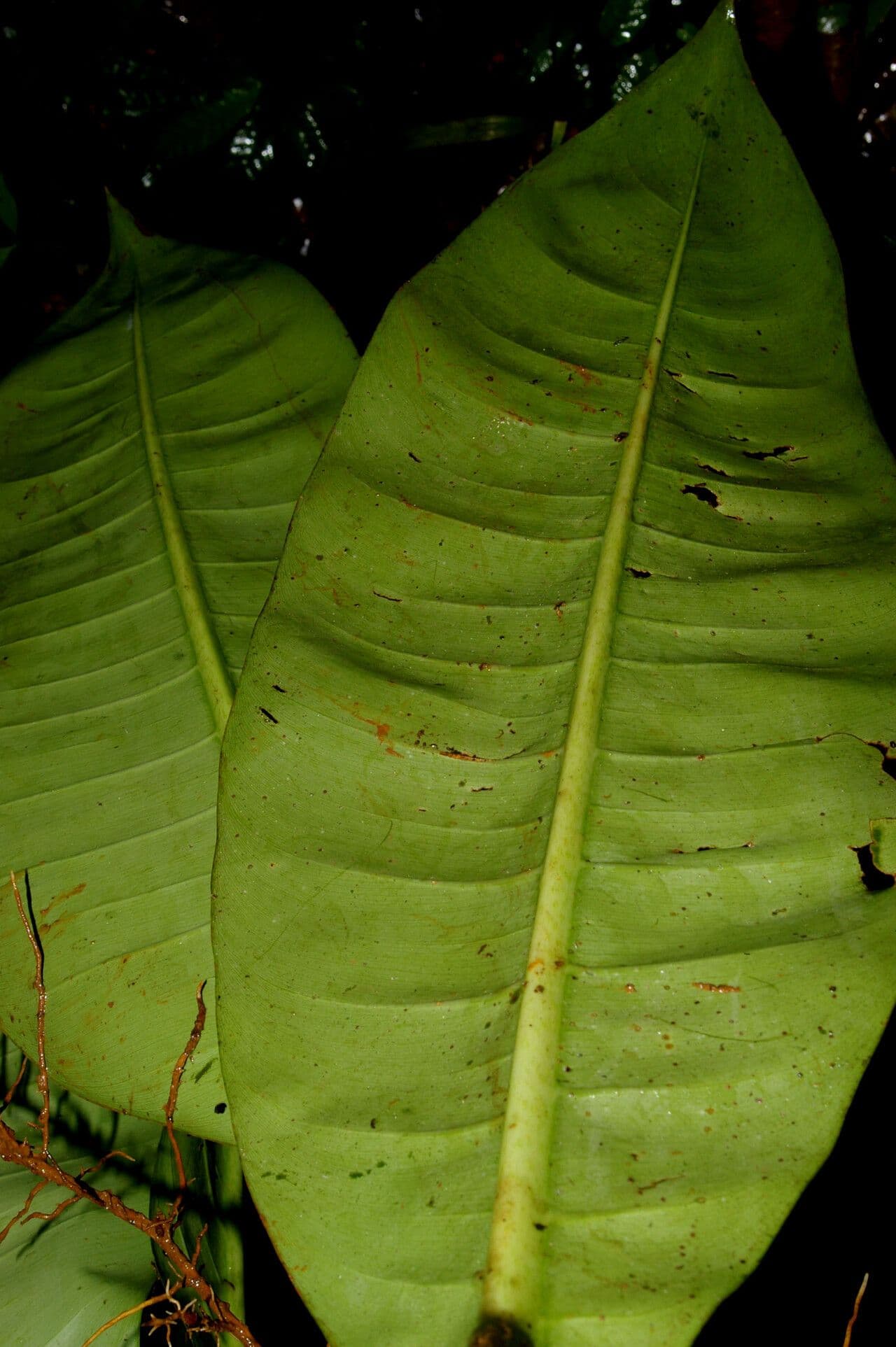 Philodendron 3