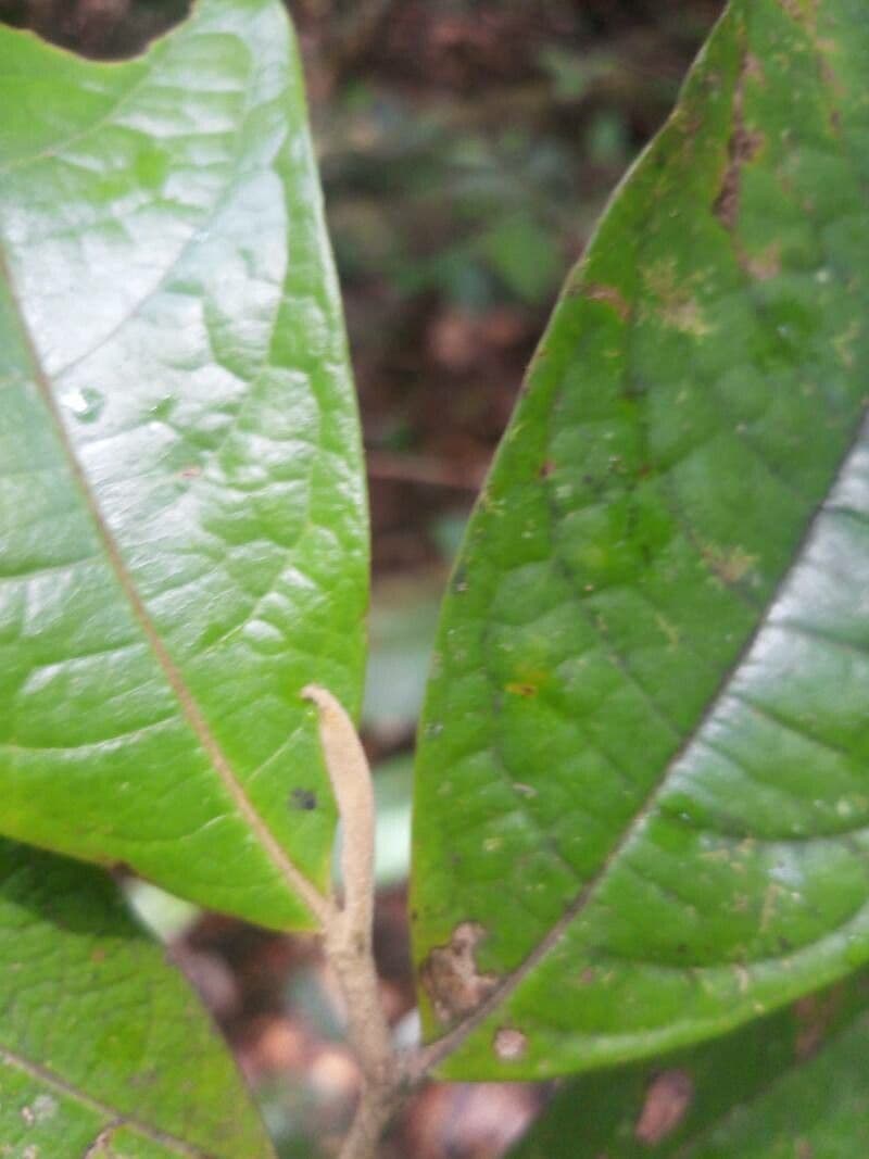 Duguetia 5