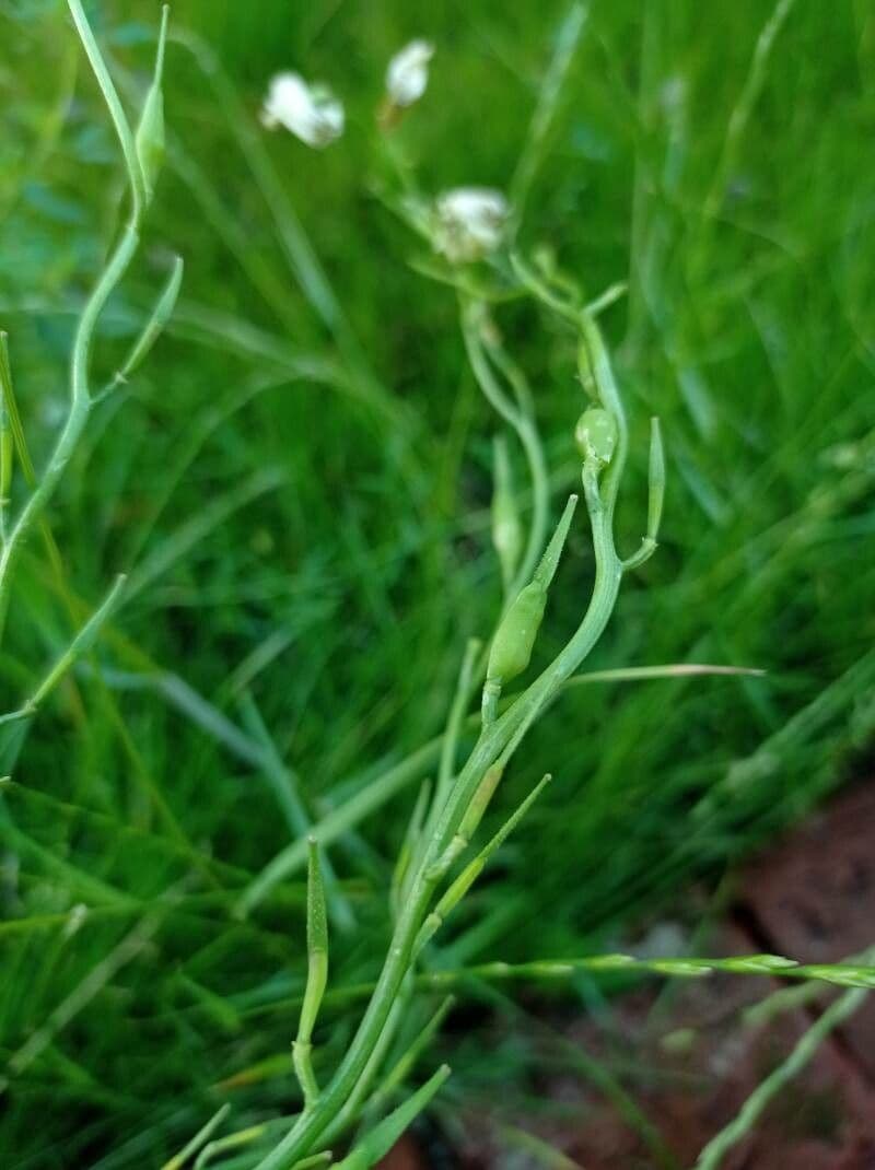 Rucola