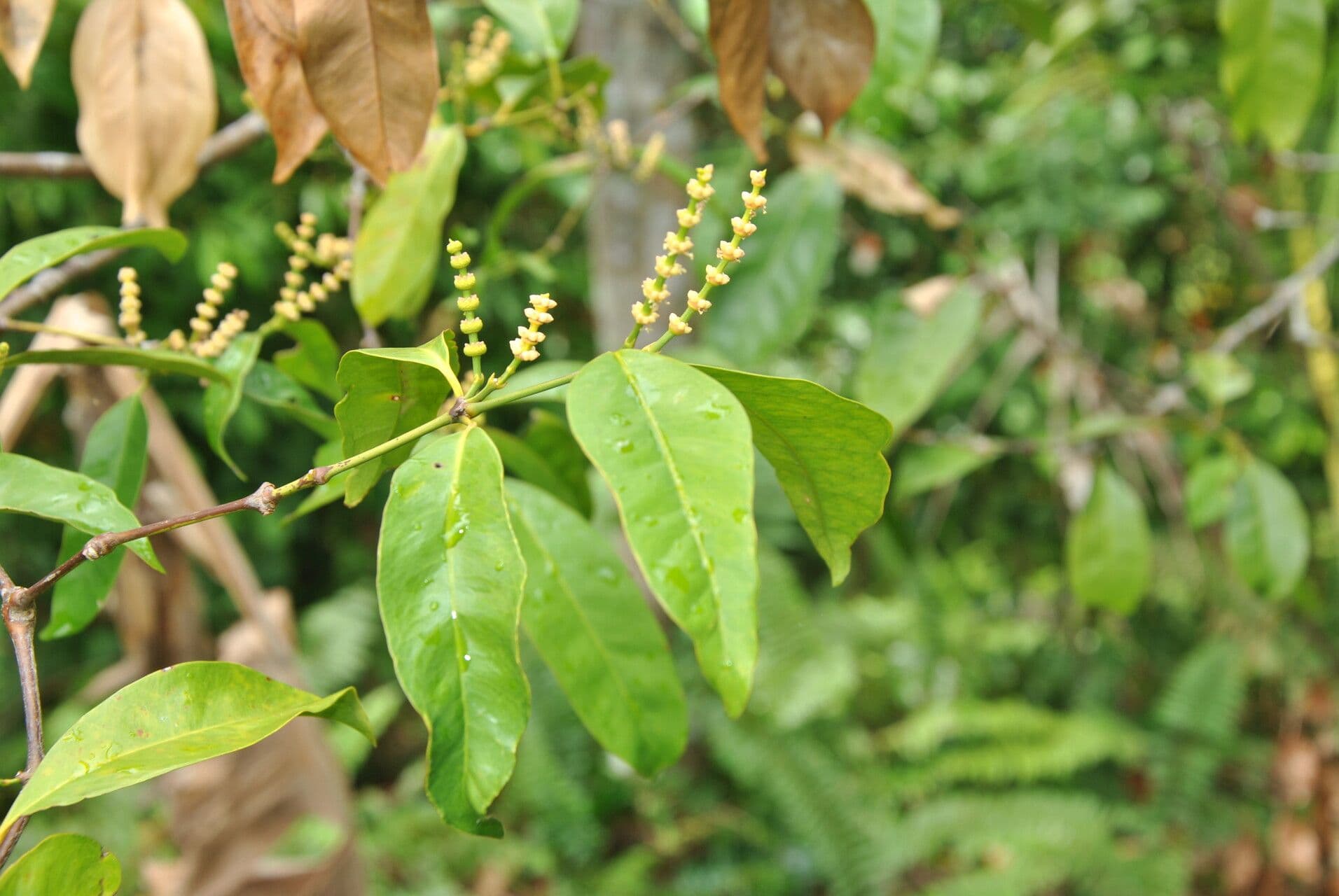 Gnetum gnemon 26