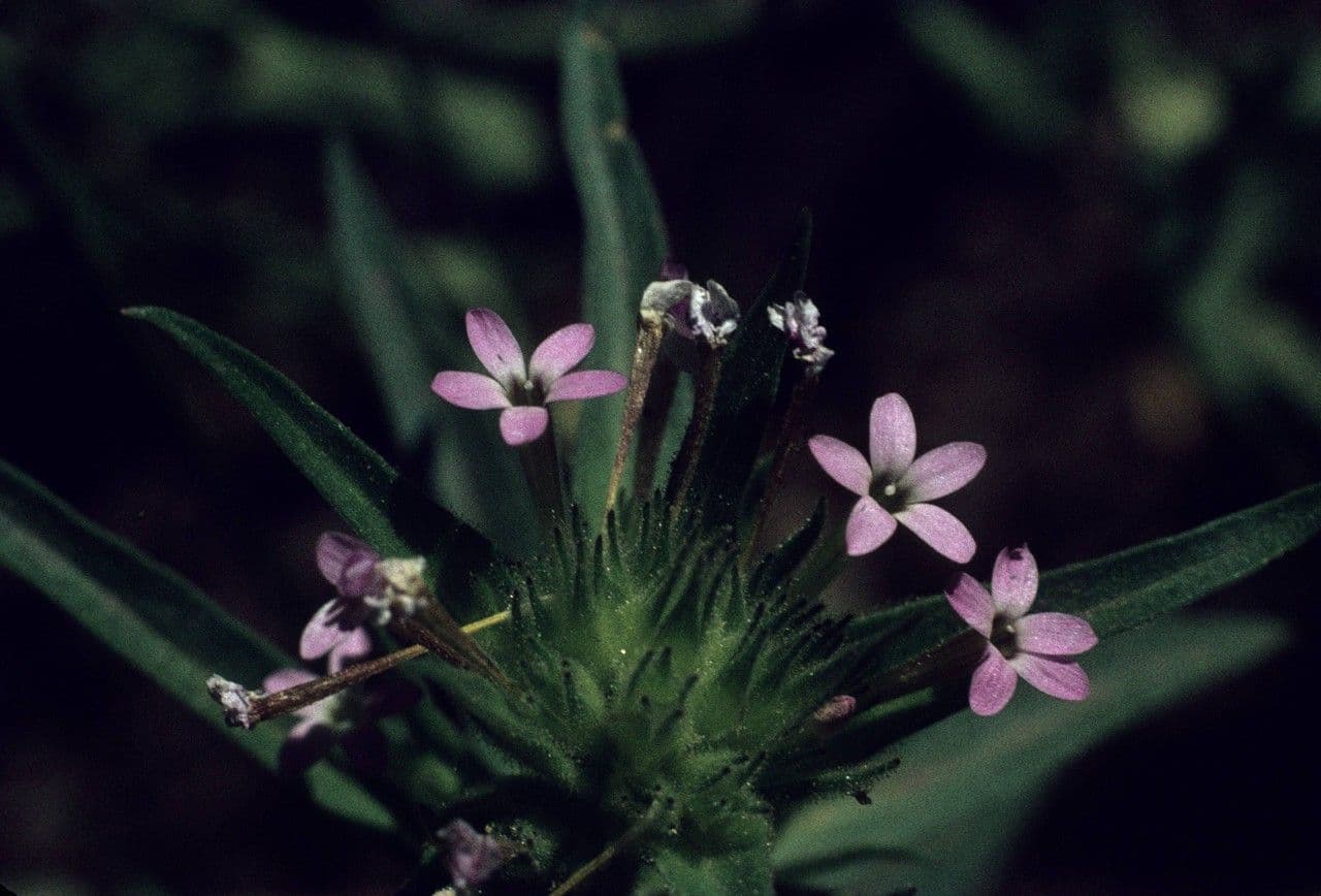 Collomia lineare 9