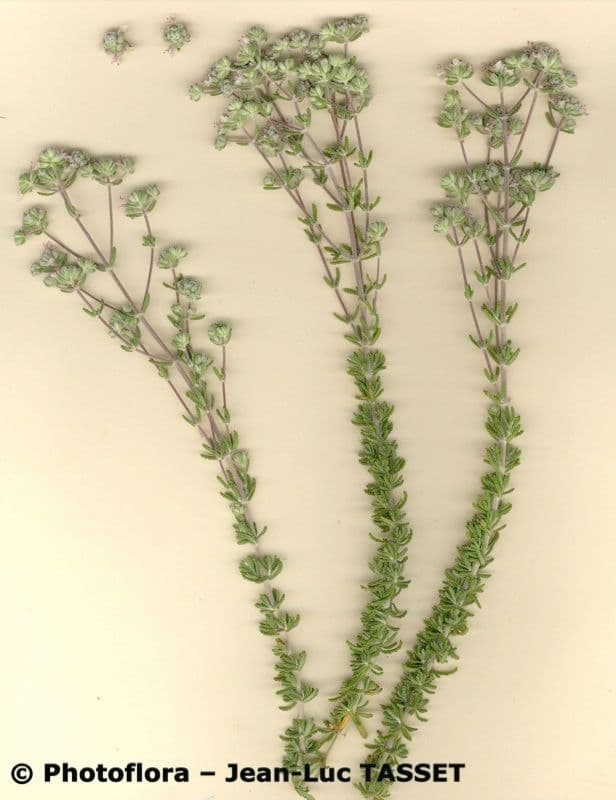 Teucrium lusitanicum 2