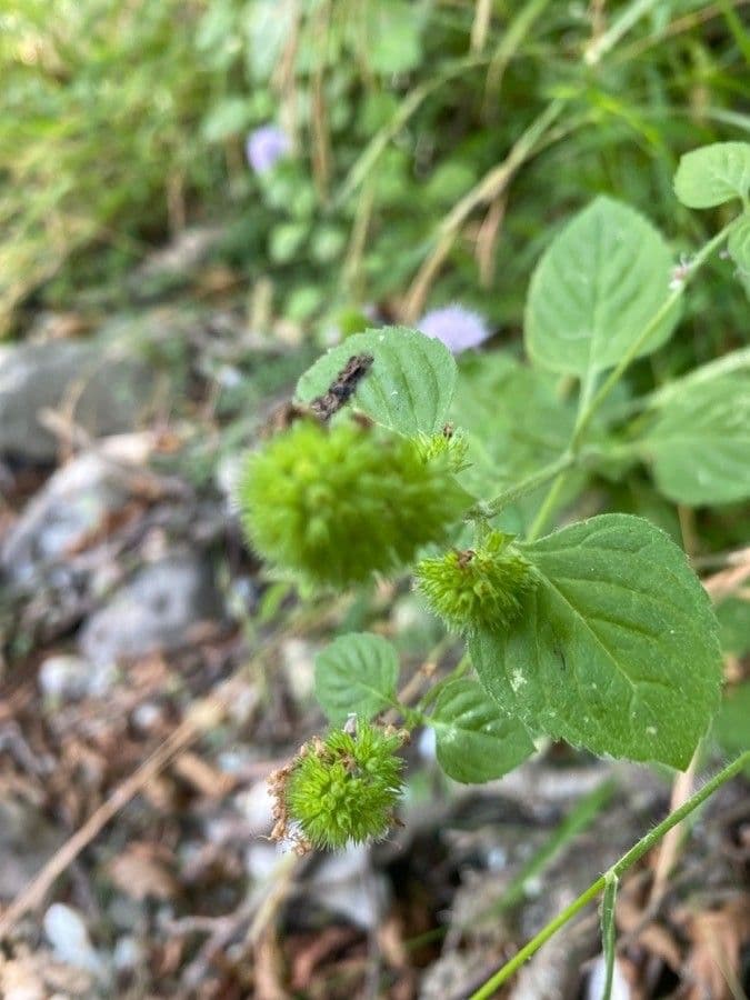 Wasserminze 2