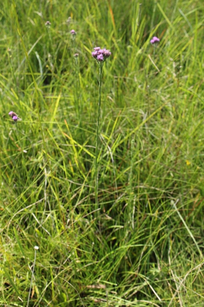Bristleleaf chaffhead 2