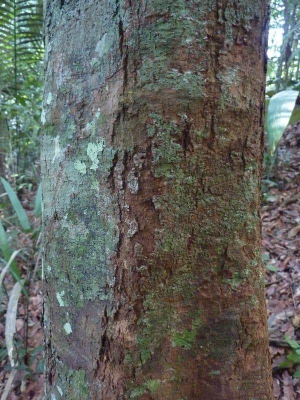 Byrsonima 5
