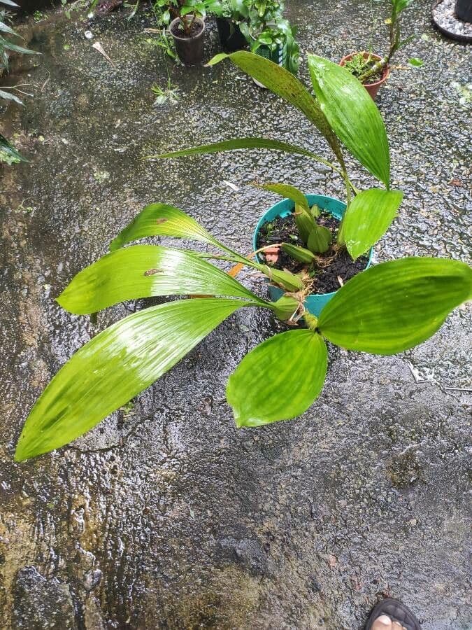 Pholidota 6