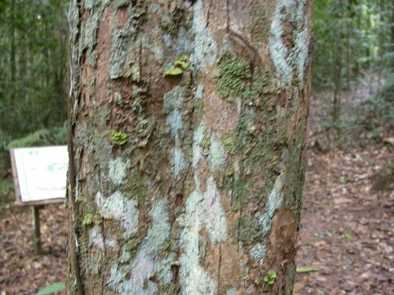 Platymiscium trojlisté