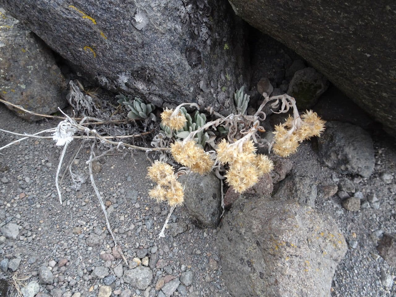 Pseudognaphalium 3