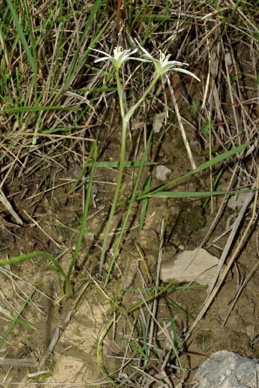 Ornithogalum gussonei 8