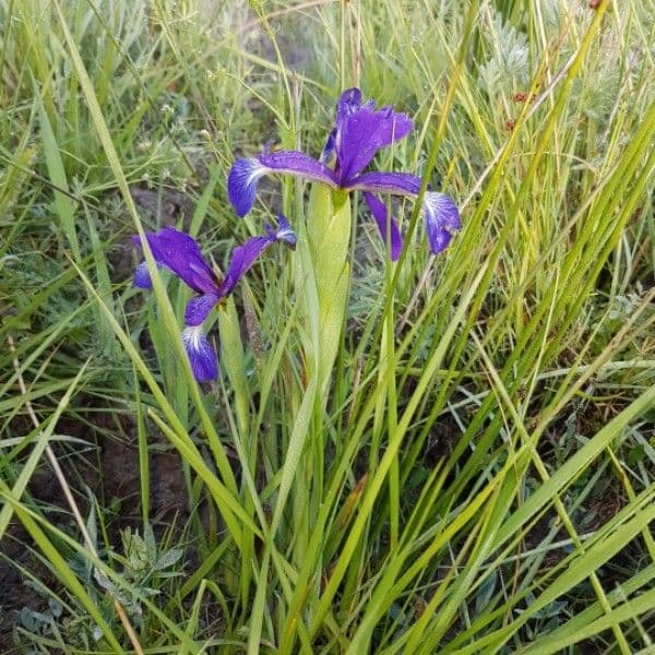 Iris spuria 6