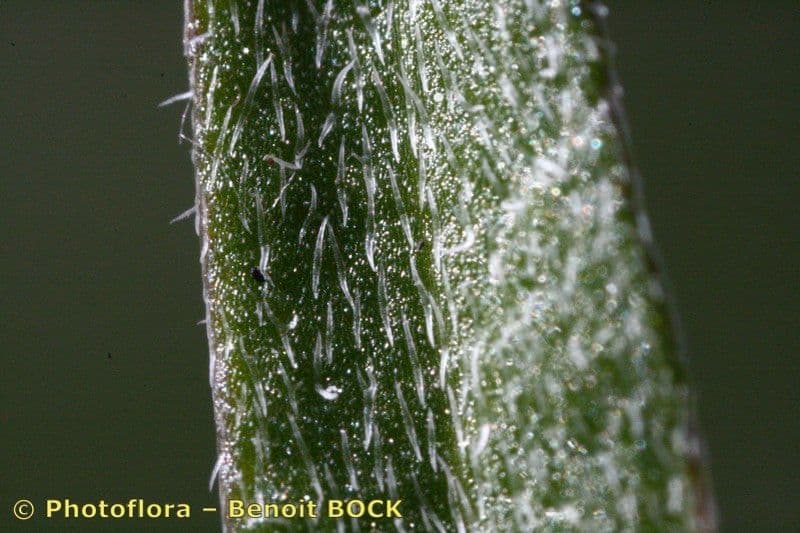 Draba lesná 4