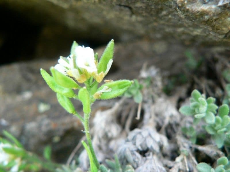 Draba 4