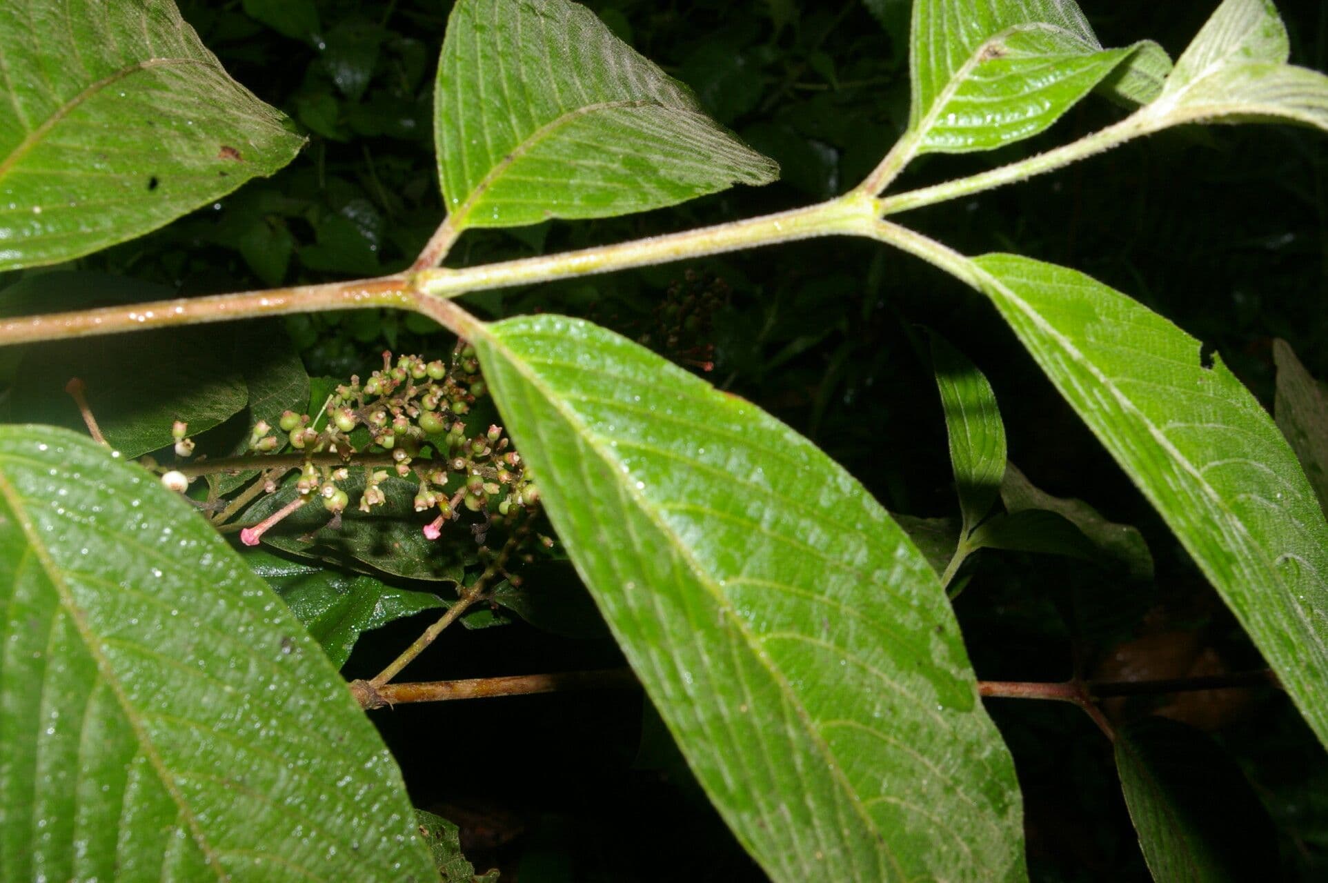 Gonzalagunia 9