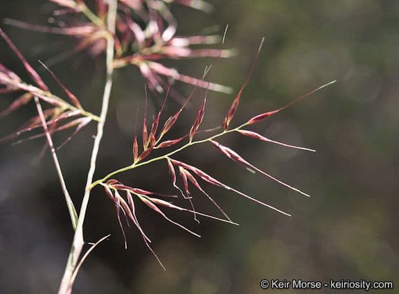 Muhlenbergia 2