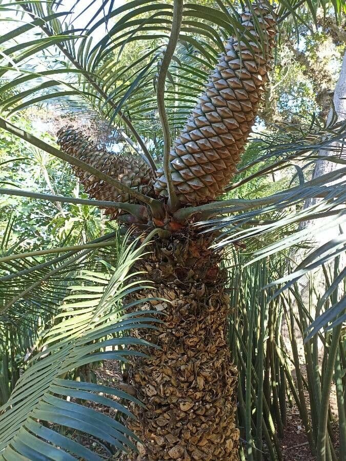Lepidozamia 10