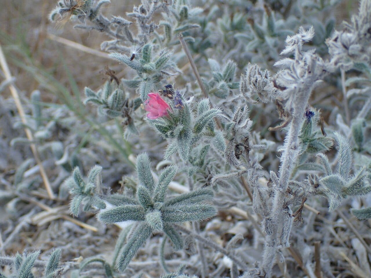 Echium angustifolium 19