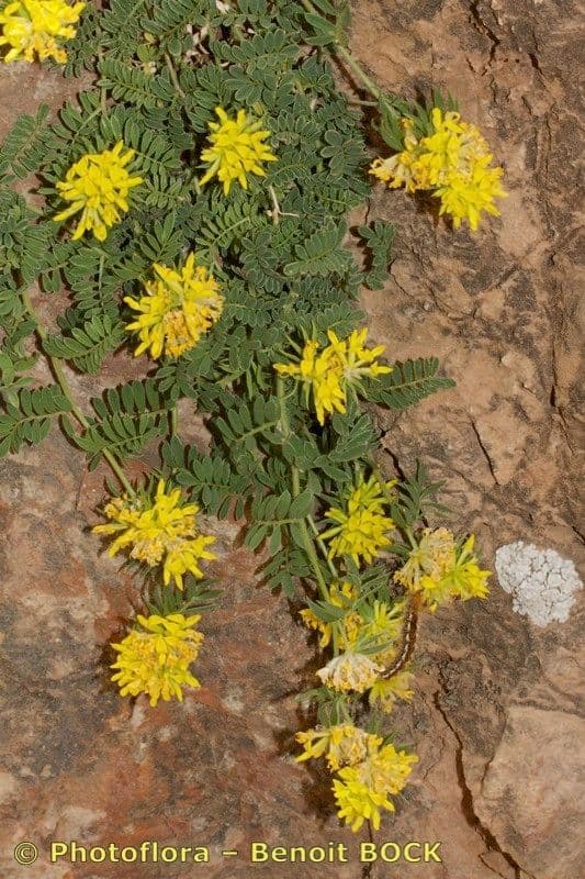 Anthyllis