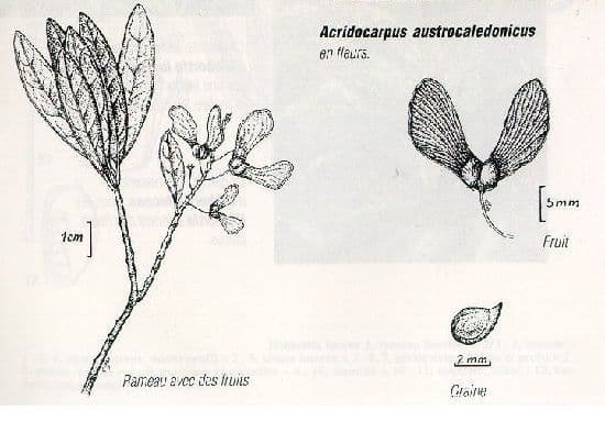 Acridocarpus 18