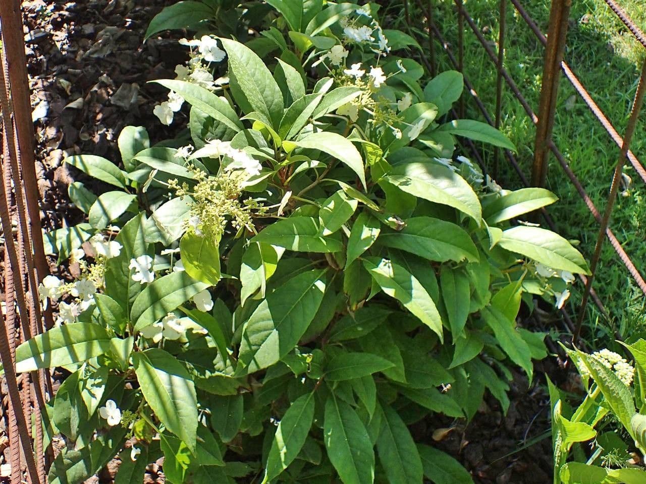 Hortenzie 8