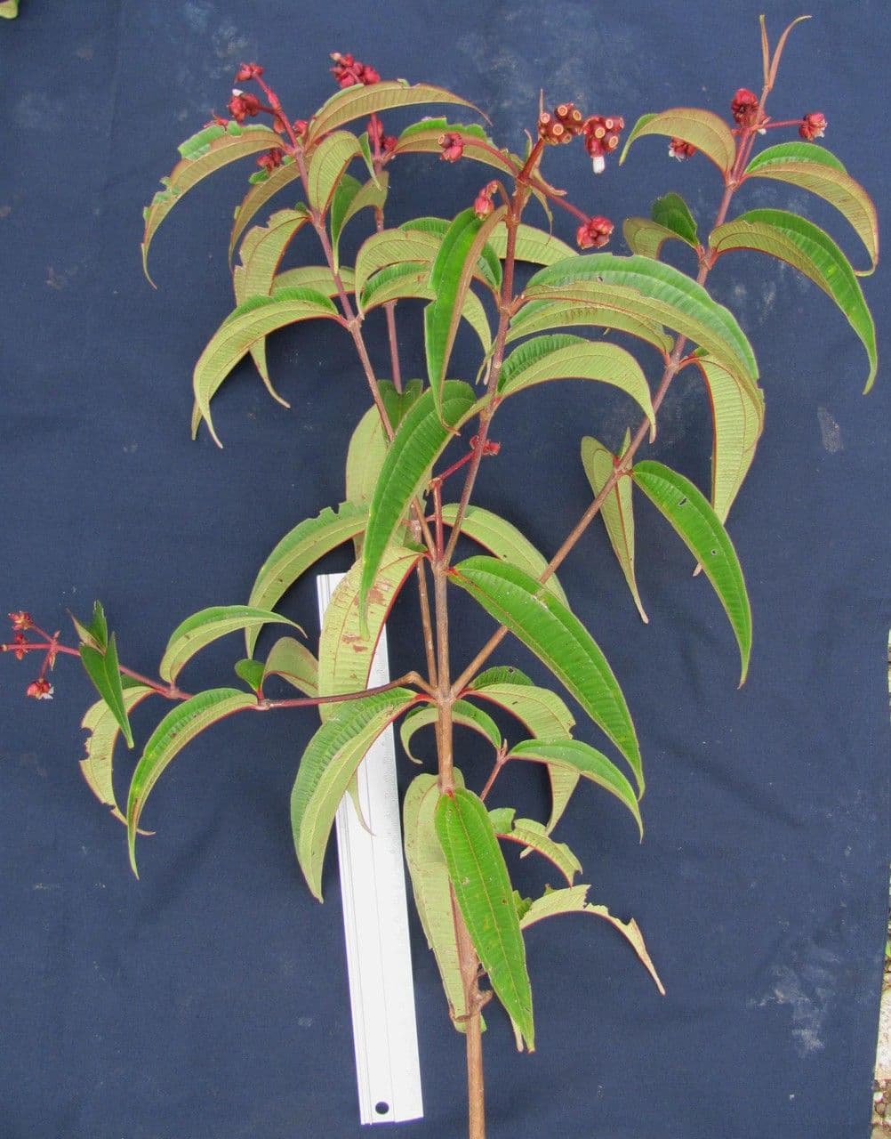 Miconia 11