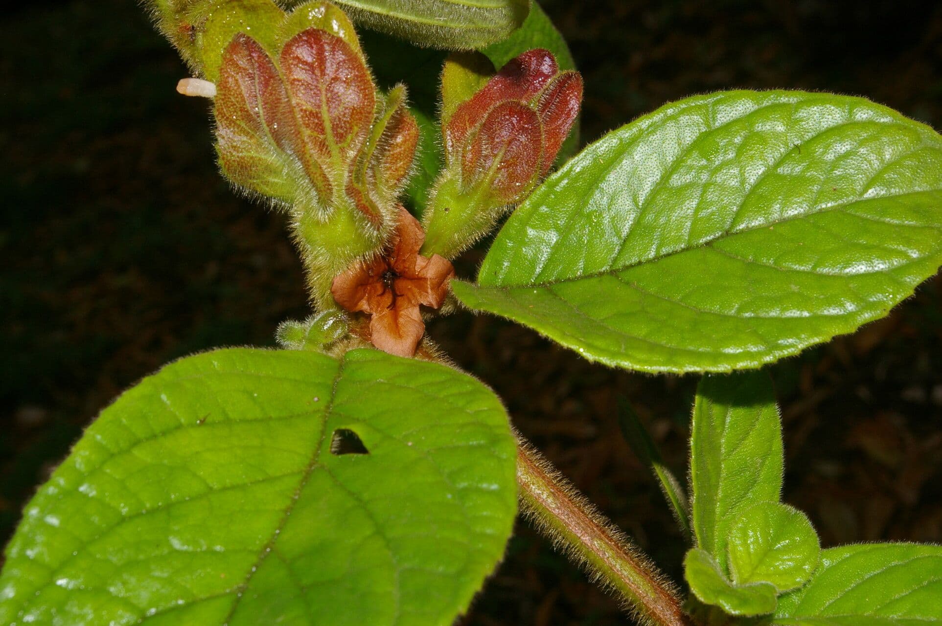 Drymonia alloplectoides 16