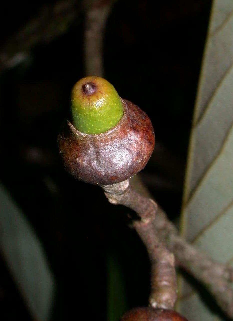 Ocotea