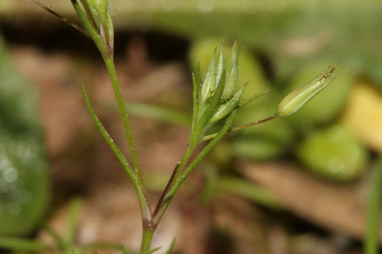 Minuartia ibrida