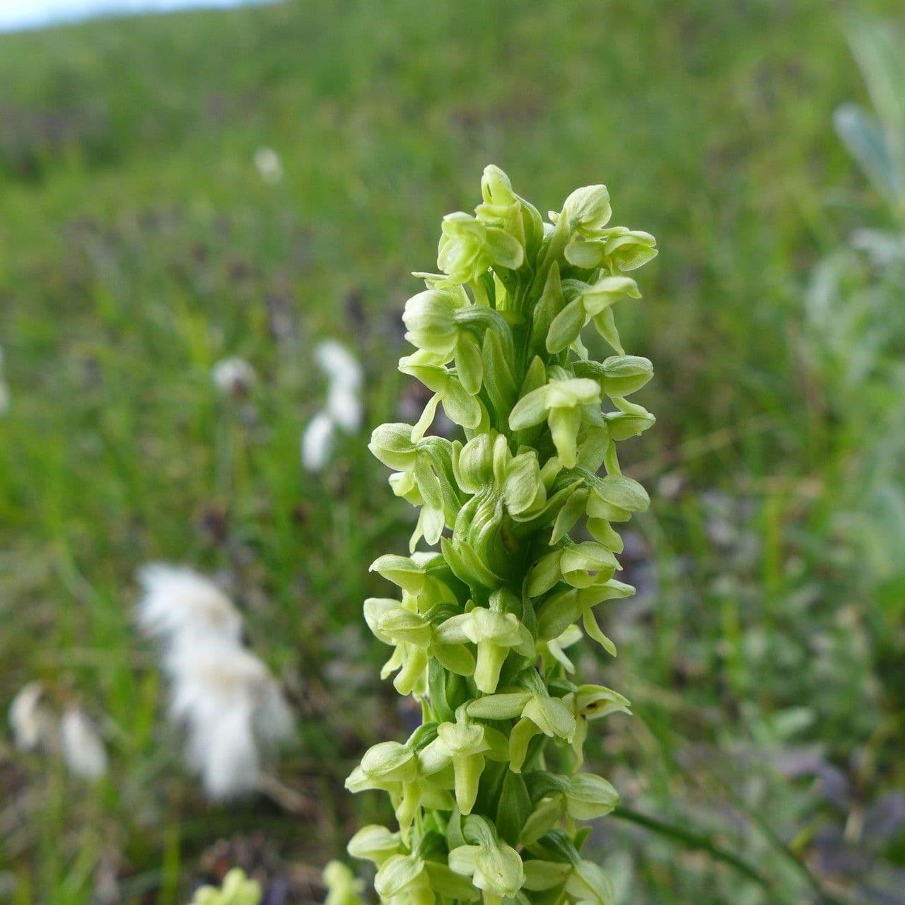 Platantera flava