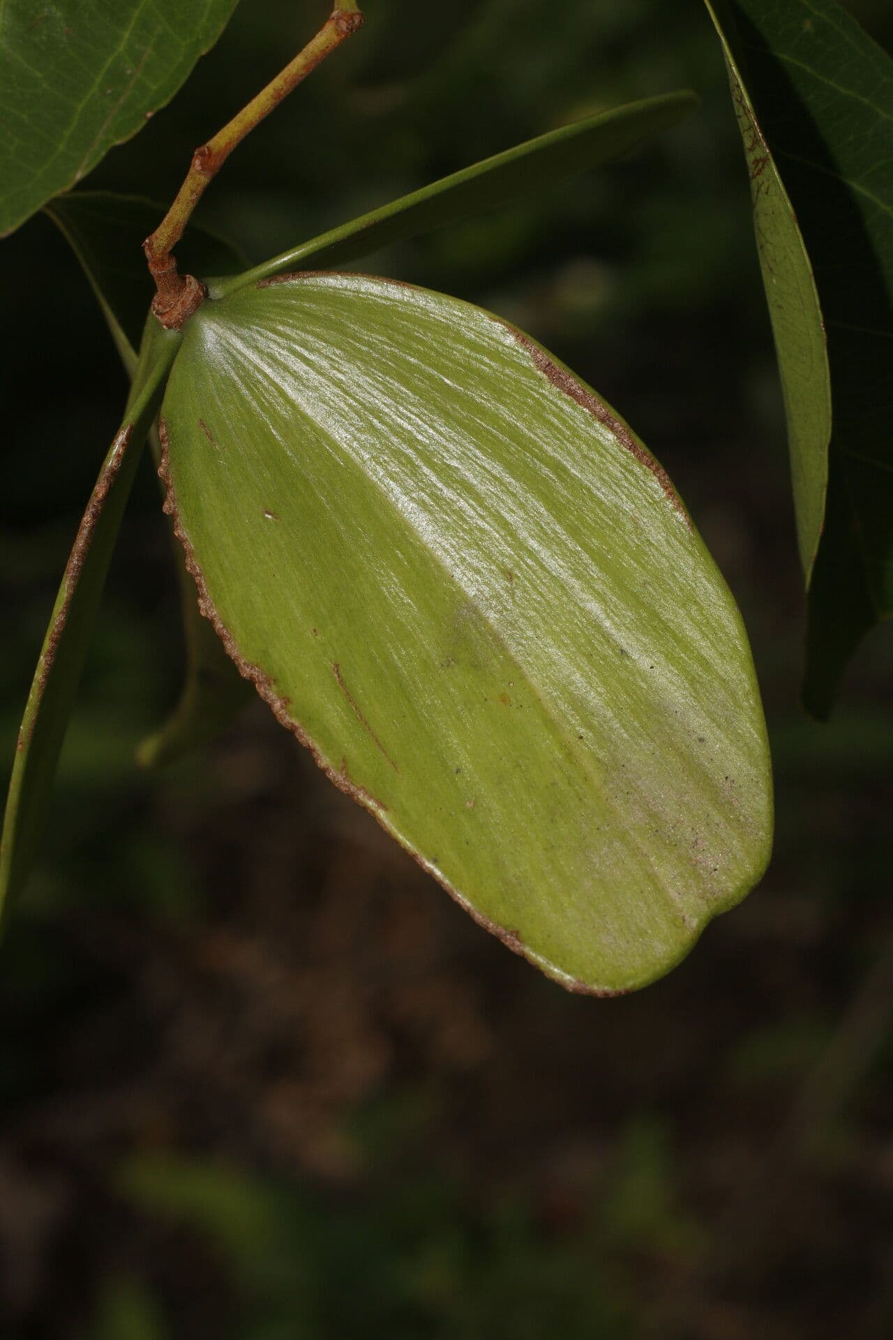 Hippocratea 3