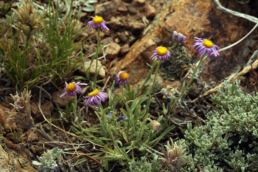 Fleabane 9
