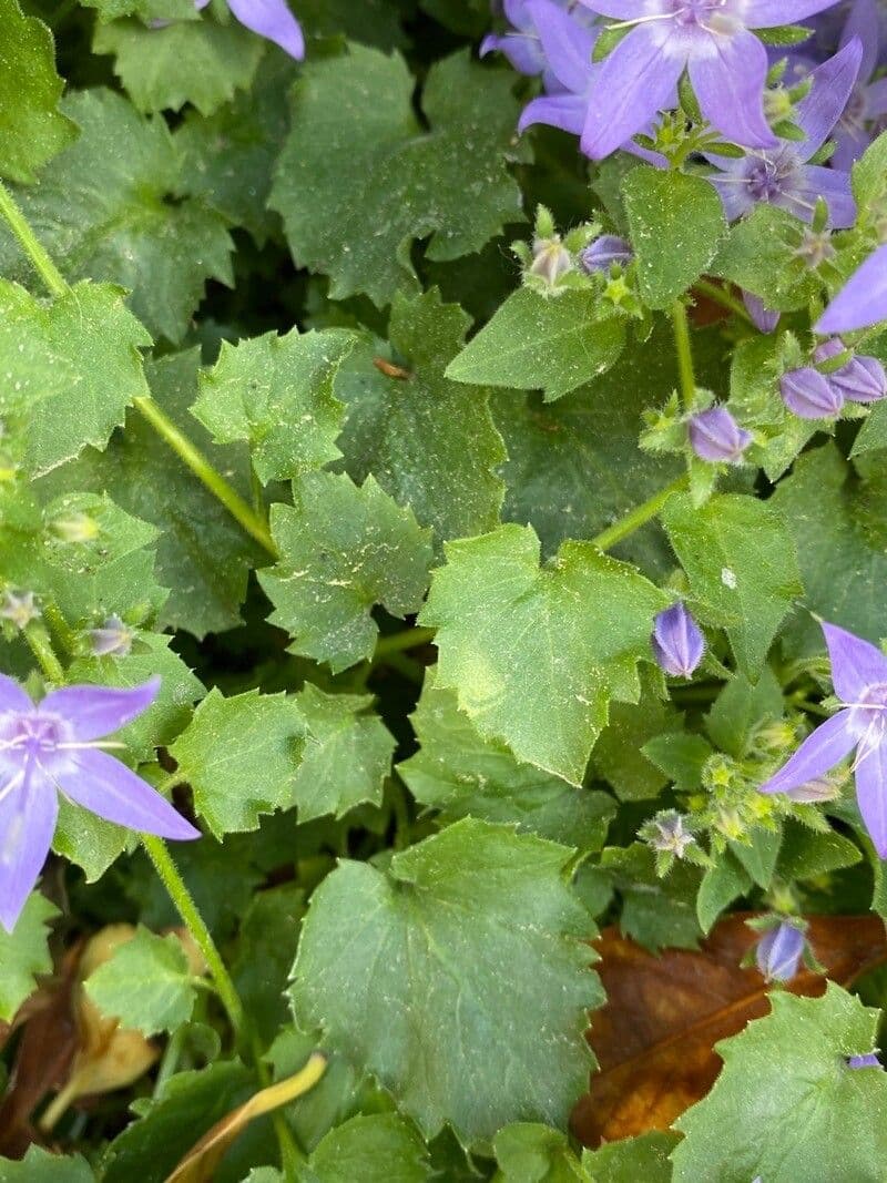 Gargano campanella 15
