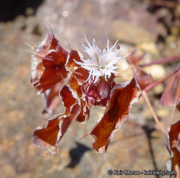 Sidotheca