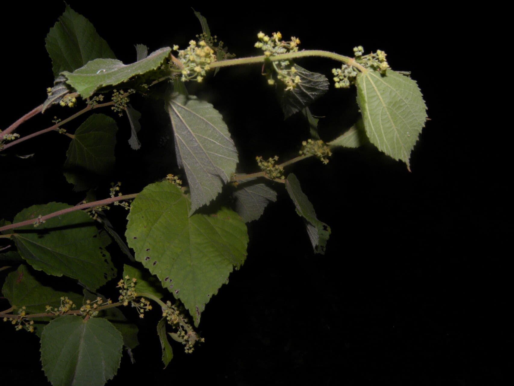 Ayenia 12