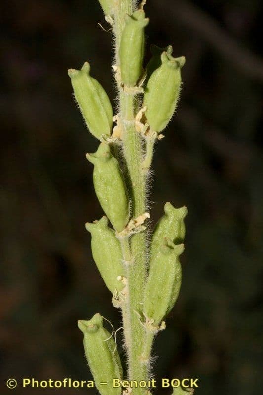 Reseda 14