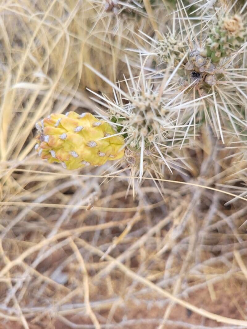 Whippels Cholla