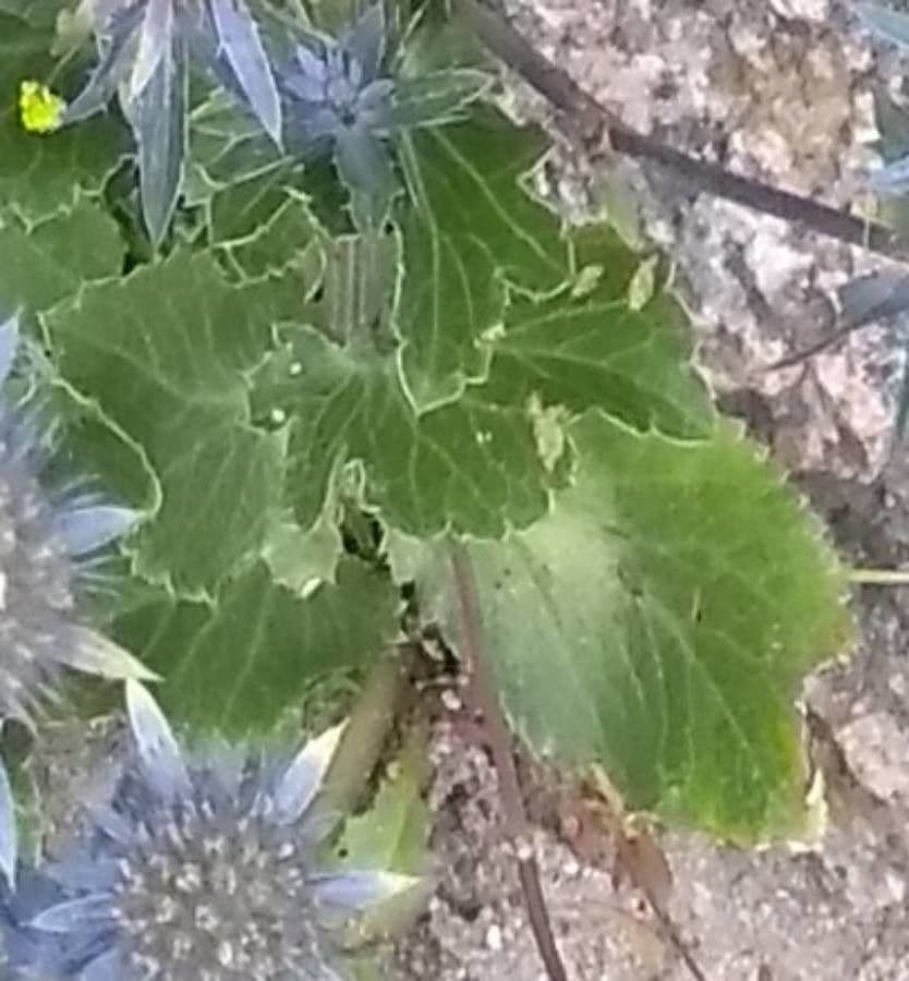 Edeldistel 17