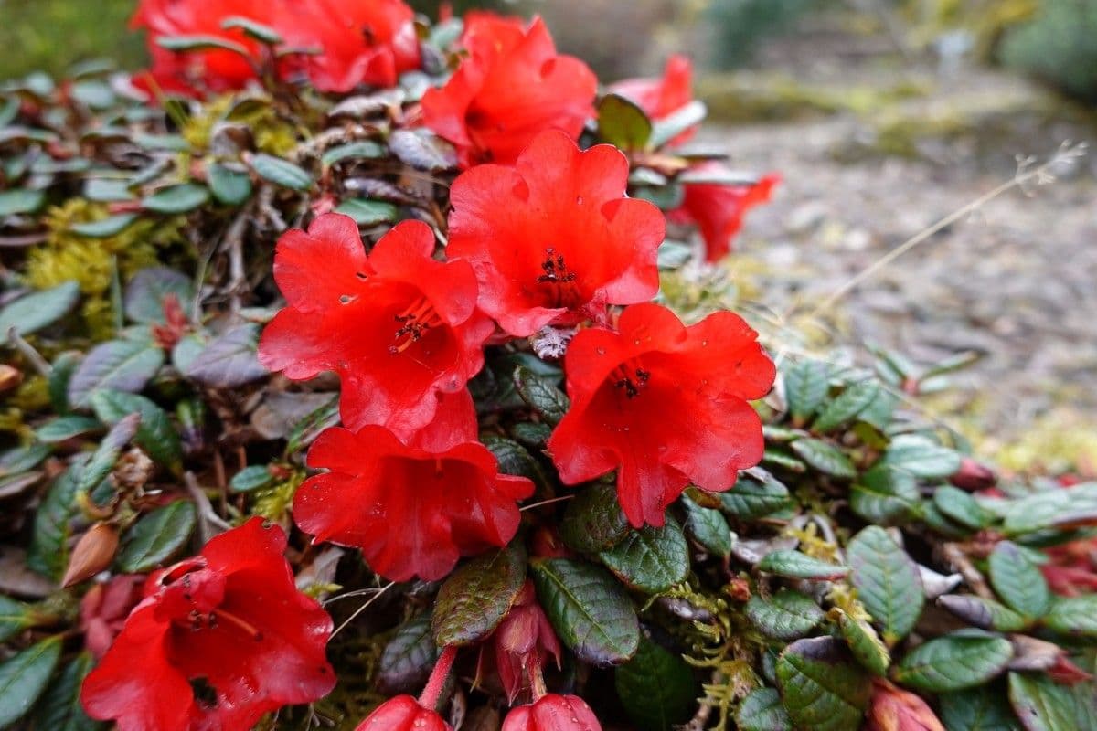 Rododendro 2