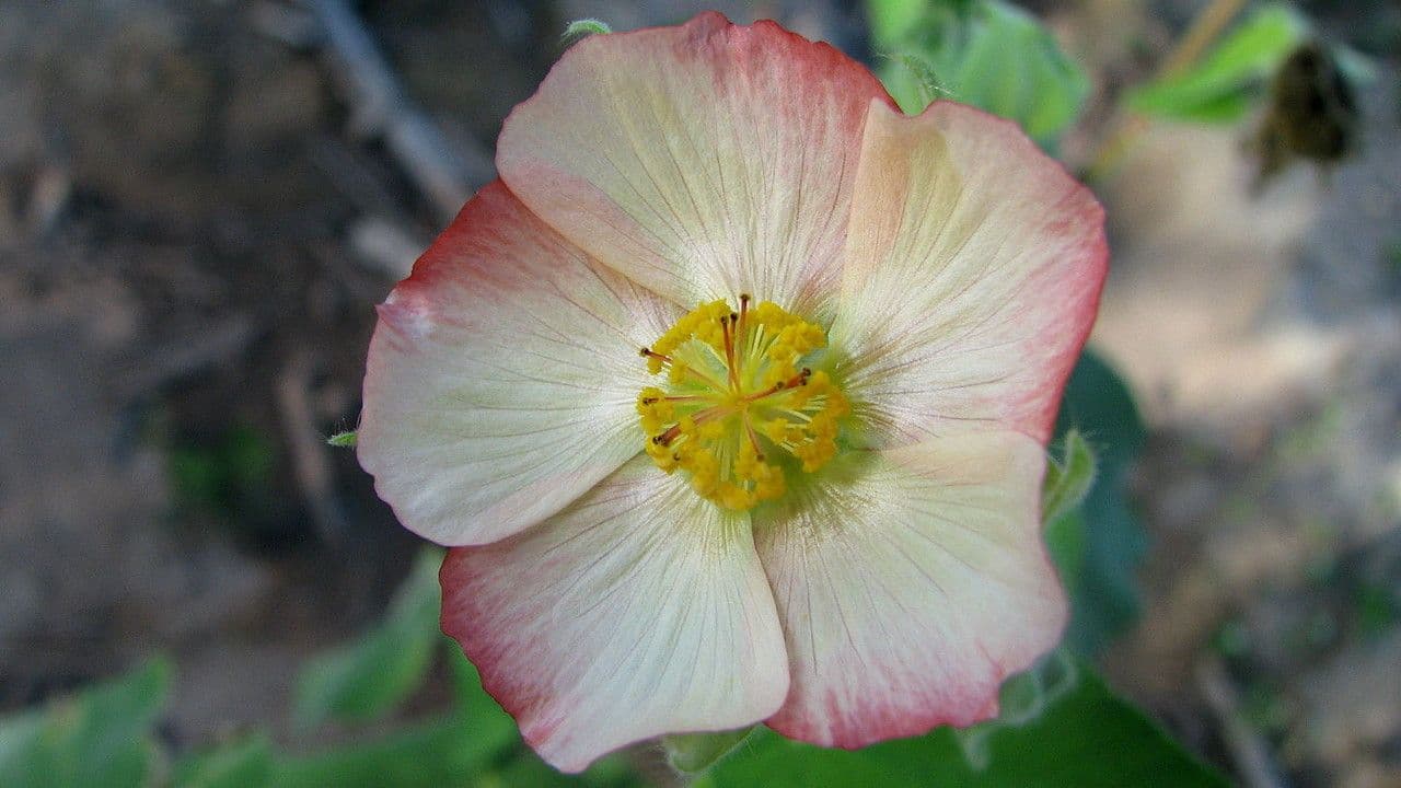 Abutilon 6
