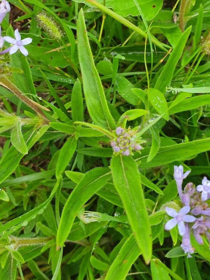 Pentanisia 21