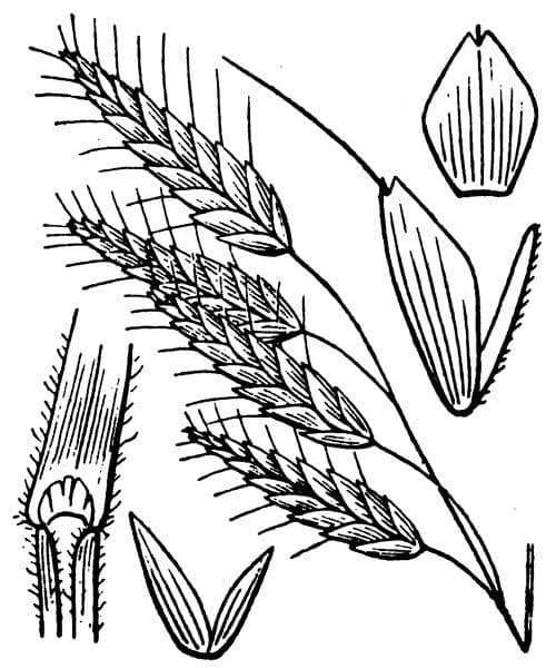 Bromus squarrosus 23