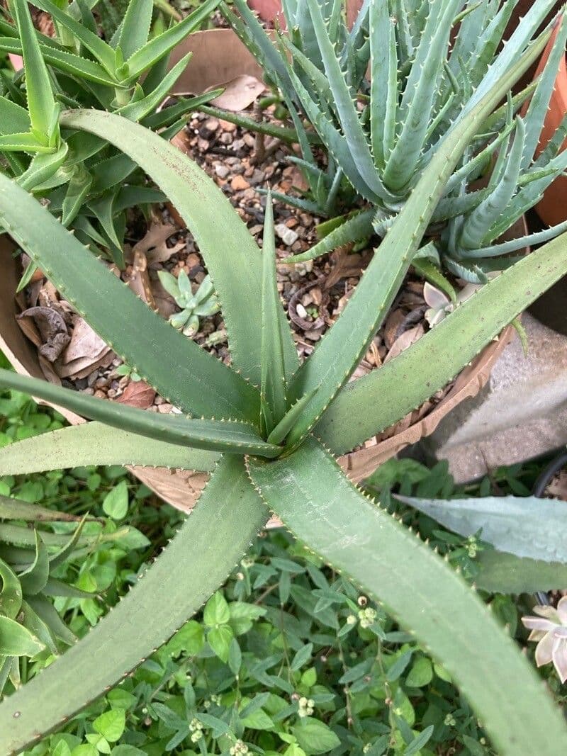 Aloe