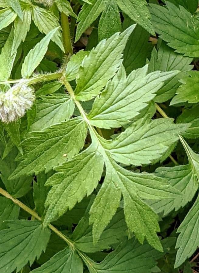 Feuille d'eau de Fendler 10