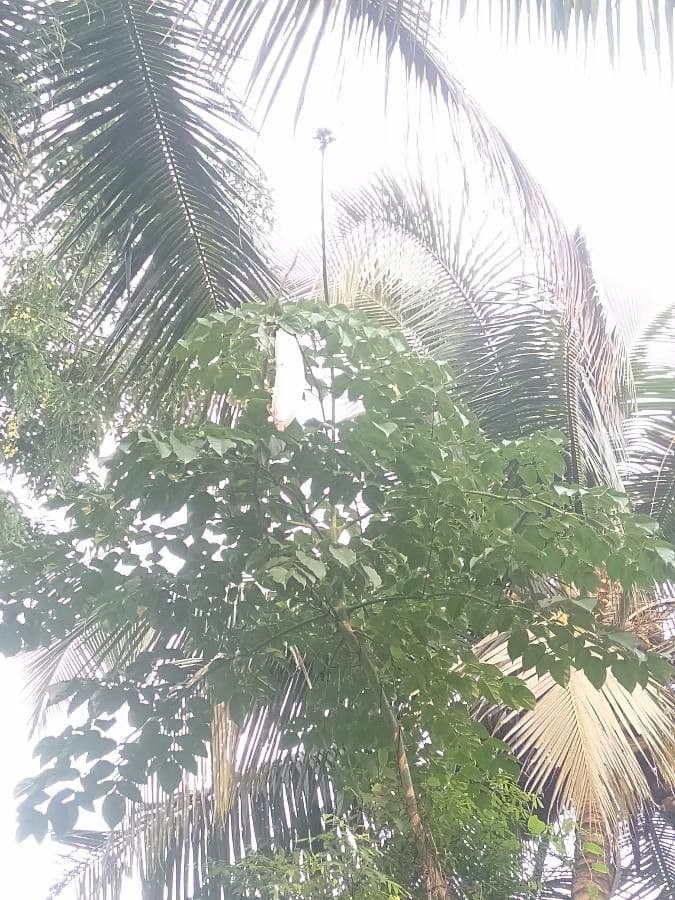 Oroxylum indiano 10