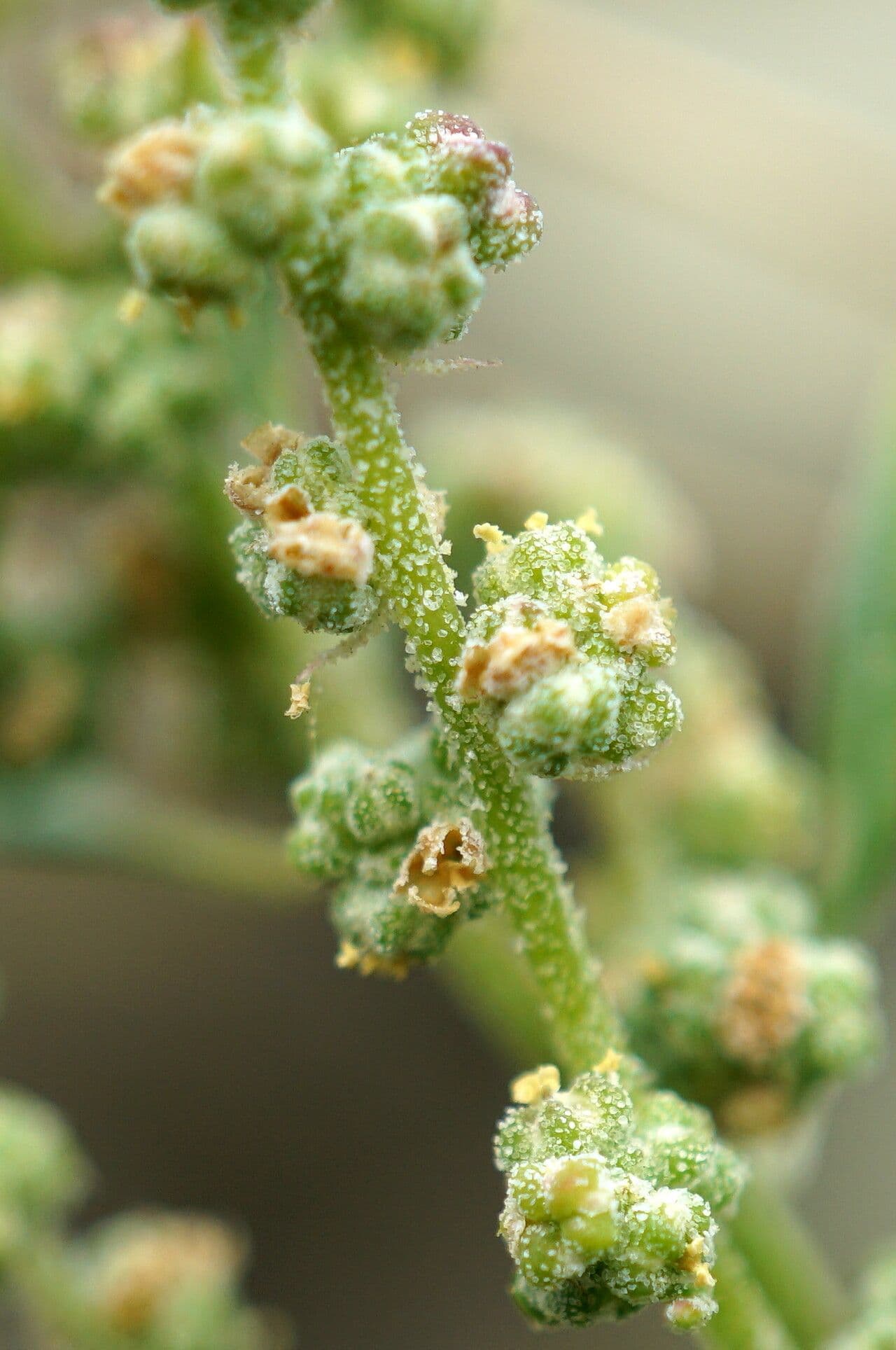 Chenopodium berlandieri 3